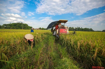 Tất bật mùa vàng dưới nắng hè oi ả