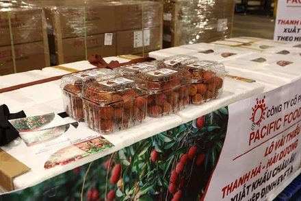 Lô vải thiều Thanh Hà đầu tiên xuất khẩu theo hiệp định EVFTA