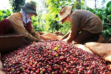 Ách tắc trong lưu thông đã làm trì trệ hoạt động thông quan của cà phê.