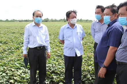 Bộ trưởng Lê Minh Hoan thăm cánh đồng trồng khoai lang tại huyện Bình Tân, tỉnh Vĩnh Long. 