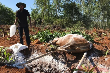 Dịch bệnh viêm da nổi cục làm hàng trăm con bò bị chết, gây thiệt hại nặng cho người chăn nuôi ở Quảng Ngãi. 