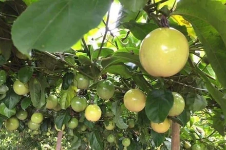 Các sản phẩm như tôm chưa qua chế biến, chanh leo sớm được tiếp cận thị trường Australia.