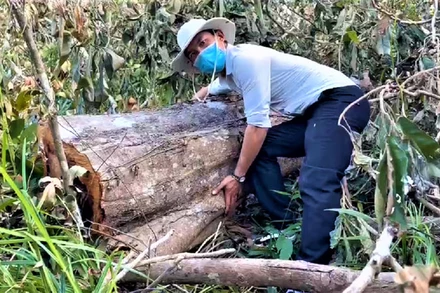 Rừng tự nhiên tại tiểu khu 64, xã Ea Sol, huyện Ea H’leo, tỉnh Đắk Lắk giáp với tỉnh Gia Lai do Công ty lâm nghiệp Ea H’leo bị tàn phá nặng nề.