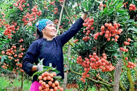 Ảnh minh họa: Niềm vui của người dân thu hoạch vải. 
