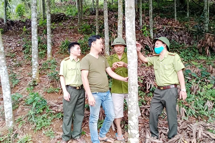 Gia đình anh Lý Ngọc Đình ở xóm Đồng Đình, xã Kim Phượng, huyện Định Hóa (Thái Nguyên) trồng được 15 ha quế.