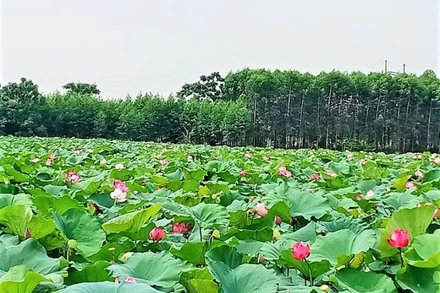 Mùa sen thơm ngát ở tâm dịch Covid-19