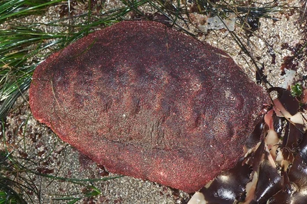 Loài nhuyễn thể chiton có màu nâu đỏ và hình dạng hơi giống tảng thịt. Ảnh: Đại học Northwestern.