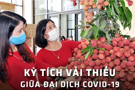 Kỳ tích vải thiều giữa đại dịch Covid-19