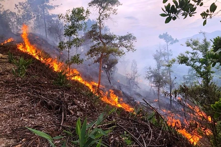 Hàng chục ha rừng thông phòng hộ nhiều năm tuổi ở Phú Sơn, thị xã Hương Thủy (Thừa Thiên Huế) bị cháy.