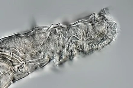 Sinh vật trùng bánh xe đã sống suốt 24.000 năm trong lớp băng vĩnh cửu Bắc Cực. Ảnh: CNN.