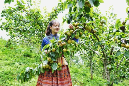 Mùa lê chín ngọt ở vùng cao Si Ma Cai