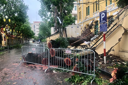 Cây xanh đổ chắn ngang tuyến phố Hỏa Lò.