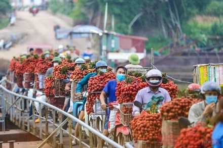 Rực rỡ sắc đỏ tại "vương quốc" vải thiều Bắc Giang