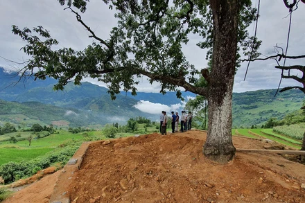 Khu vực điểm ngắm cảnh có hai cây dẻ sổi đã được dỡ bỏ hàng rào và cọc ngày 23-6 (Ảnh: CAO HƯƠNG) 