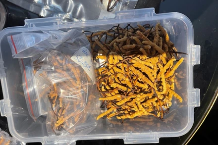 Tang vật thu giữ tại hiện trường.