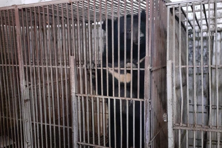 Một trong ba cá thể gấu tại nhà bà Thúy trước khi được chuyển giao. (Ảnh ENV).