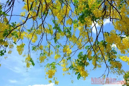 Rực rỡ như muồng hoàng yến