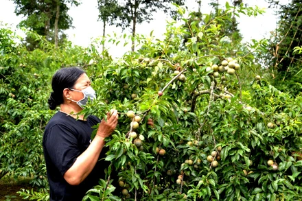 Mùa mận chín trên “cao nguyên trắng” Bắc Hà