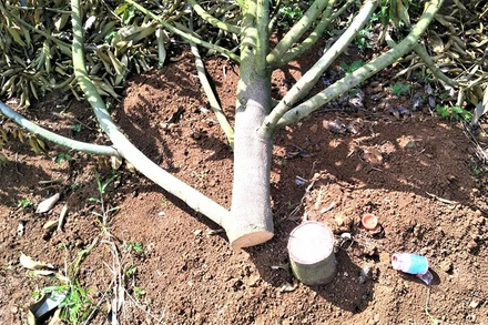 Hiện trường vườn sầu riêng của gia đình ông Phạm Hữu Dũng ở xã Ea Nam, huyện Ea H’leo bị phá hoại.