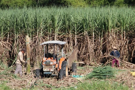 Người dân dậy từ sáng sớm thu hoạch mía tránh tiết trời nắng nóng.