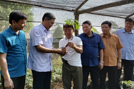 Đoàn công tác kiểm tra, khảo sát mô hình trồng sâm Ngọc Linh của Công ty TNHH MTV Thành Long.