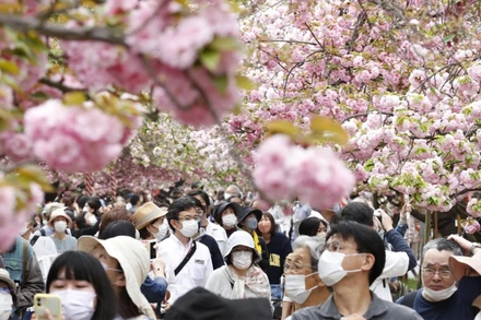 Khách thăm quan tới đường hoa anh đào trong ngày đầu tiên mở cửa trở lại sau 2 năm đóng cửa vì Covid-19 (Ảnh: Kyodo)