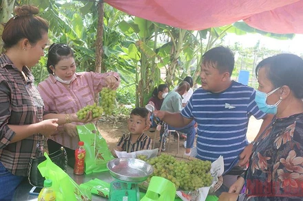 Du khách mua nho trái tại vườn về làm quà cho người thân.