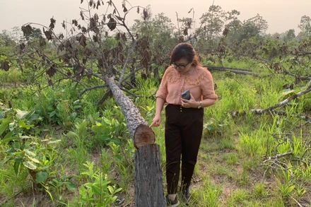 Rừng tự nhiên thuộc dự án Làng thanh niên lập nghiệp biên giới Ia Lốp, xã Ia Lốp, huyệ Ea Súp quản lý bị tàn phá trái phép.