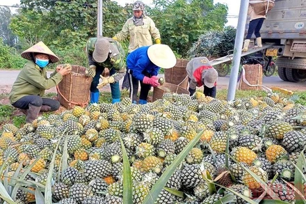 Nhà máy chế biến dứa Đồng Giao thu mua dứa quả tại ngay chân ruộng cho bà con.