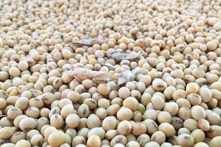 Đối với đậu tương, giá đã giảm mạnh 2,75% về mức 1.618,25 cents/giạ, thấp nhất kể từ cuối tháng 2 đến nay. (Ảnh minh họa: Reuters)