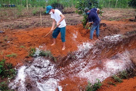 Lực lượng chức năng tiêu hủy đàn gia cầm mắc bệnh.