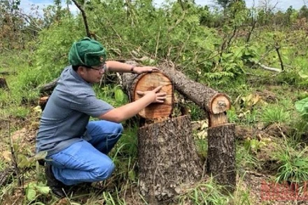 Phóng viên Báo Nhân Dân có mặt tại hiện trường vụ phá rừng tại Tiểu khu 205, xã Ya Tờ Một, huyện Ea Súp.