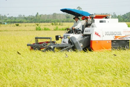 Bà con nông dân tỉnh Sóc Trăng thu hoạch lúa đông xuân. (Ảnh: Nguyễn Phong)