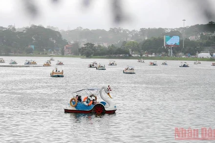 Du ngoạn thiên nga trên hồ Xuân Hương trong mưa bay.