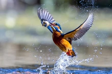 Những bức ảnh ấn tượng về động vật hoang dã trong tuần