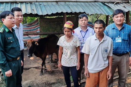 Trao bò cho người dân bản Khe Bù.