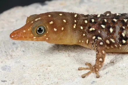 Sphaerodactylus copei, một loài thằn lằn đặc hữu của vùng Caribbe, đang bị đe dọa với môi trường sống bị thu hẹp do nạn khai thác gỗ bừa bãi. (Ảnh: IUCN)
