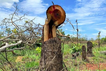 Nhiều cây rừng vừa bị cưa hạ, vết cưa còn ứa nhựa.