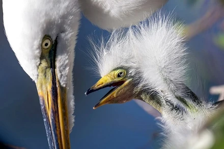 Những bức ảnh ấn tượng về động vật hoang dã