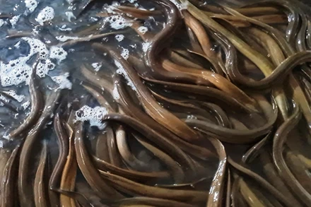 Mô hình nuôi lươn không bùn.