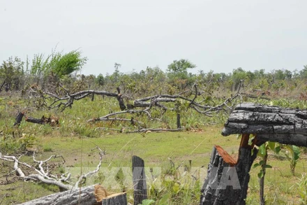 Hiện trường vụ phá rừng tại Tiểu khu 205, các vết cắt còn khá mới. (Nguồn: TTXVN)