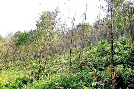 Rừng mỡ trơ trụi vì sâu ong gây hại ở Chợ Mới. (Ảnh: Lý Dũng)