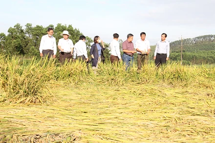 Lãnh đạo Cục Trồng trọt (Bộ Nông nghiệp và Phát triển nông thôn) và Sở Nông nghiệp và Phát triển nông thôn tỉnh Quảng Ngãi kiểm tra lúa bị đổ ngã ở huyện Sơn Tịnh.