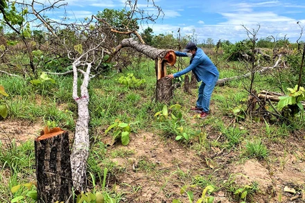 Rừng tự nhiên tại tiểu khu 205, xã Ya Tờ Một, huyện Ea Súp bị tàn phá nghiêm trọng.
