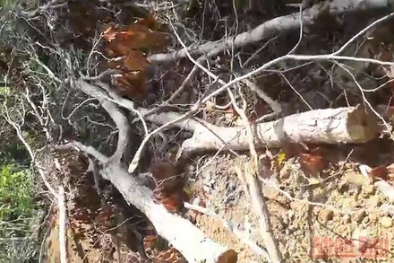 Những nhánh, cành cây ngổn ngang tại hiện trường vụ chặt hạ, di dời cây.