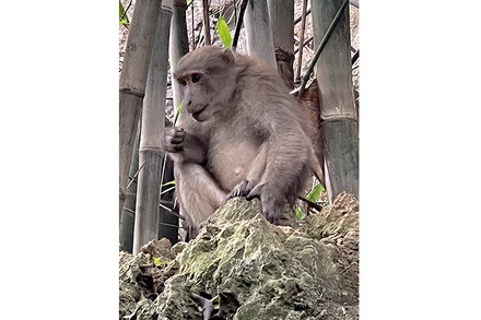 Khỉ vàng tại núi đá Khụ Tang, xã Yên Phú, huyện Lạc Sơn, tỉnh Hòa Bình.