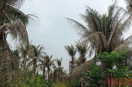 Sâu đầu đen ăn lá gây hại trên vườn dừa.