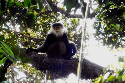 Chà vá chân xám tại Kon Plông. Ảnh: Trịnh Đình Hoàng – FFI. 