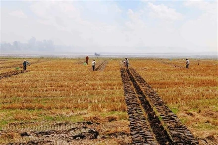 Ảnh minh họa. (Ảnh: TTXVN) 