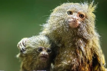 Khỉ lùn pygmy marmoset, loài khỉ nhỏ nhất thế giới, là một trong những loài nguy cấp đang bị buôn bán trái phép trên Facebook. (Ảnh: EPA)